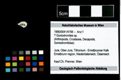 Foto (Objekt + Etikett) von ? Goniodromites sp.  (NHMW-GEO-1990-0041-4788)